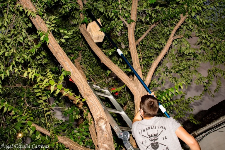 Voluntario sube por una escalera para instalar una caja nido de madera en un árbol de noche