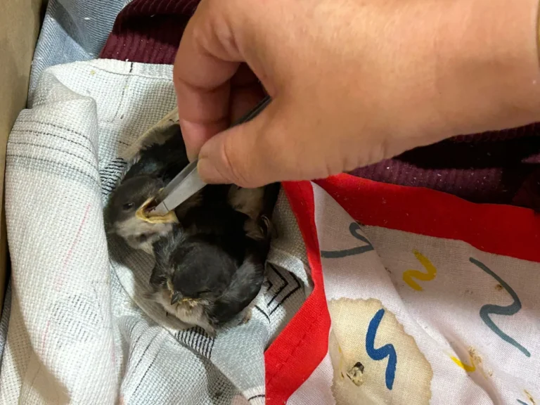 Mano alimentando con pinzas a un polluelo rescatado