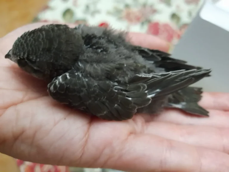 Cría de vencejo de plumaje oscuro descansando sobre la palma de una mano durante su rescate