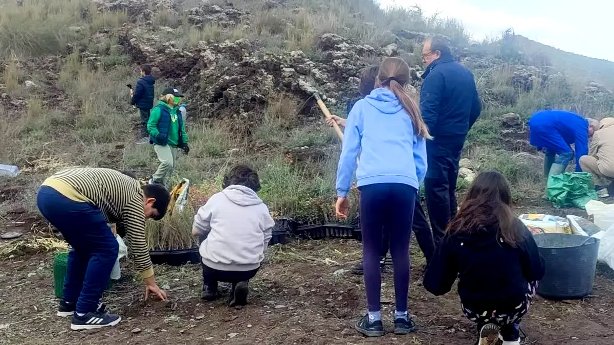 Escolares plantando árboles autóctonos en una ladera volcánica de la Cartagena Oeste