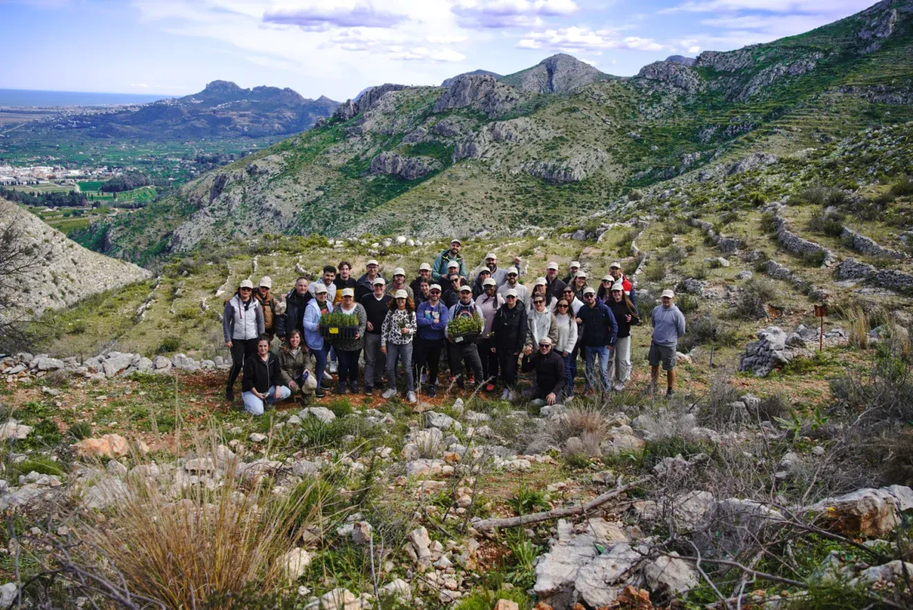 Ladera reforestada en Pego con árboles autóctonos jóvenes y protectores individuales tras los incendios