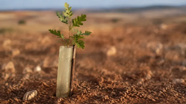 Plantación joven de árboles forestales con protectores tubulares en un terreno preparado de Castilla y León