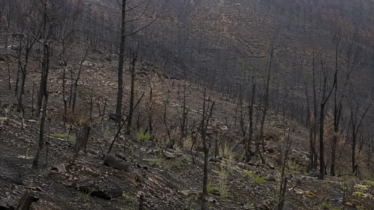 Ladera forestal quemada en el noroeste de España con troncos calcinados y escasa regeneración diez meses después del incendio
