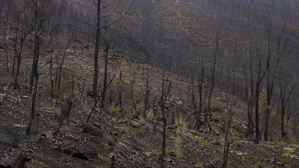 Ladera forestal quemada en el noroeste de España con troncos calcinados y escasa regeneración diez meses después del incendio