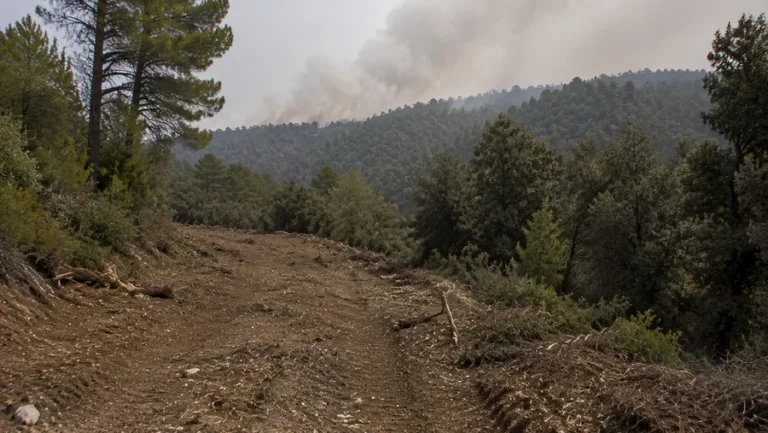 Cortafuego para evitar la propagación de incendios