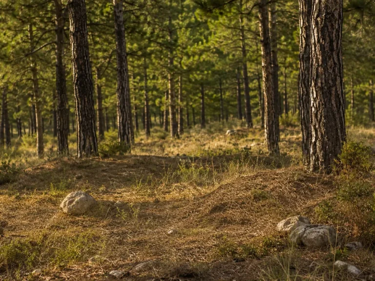 Aclarar el monte y retirar biomasa reduce el riesgo de grandes incendios
